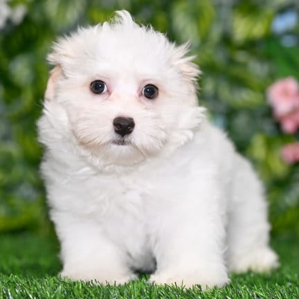Cotonpoo puppy named Jonas