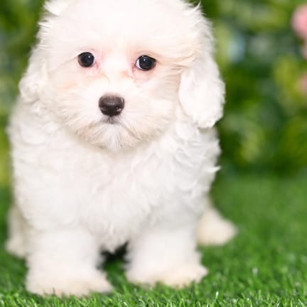 Cotonpoo puppy named Cassie