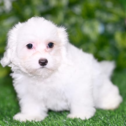 Cotonpoo puppy named Cassie