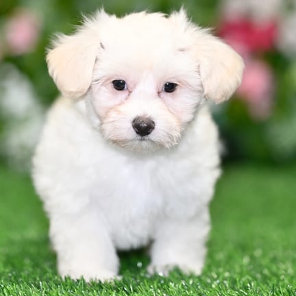 Cotonpoo puppy named Minnie