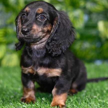 Dachshund puppy named Payton