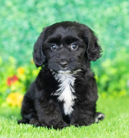 Dachvanese puppy named Davis