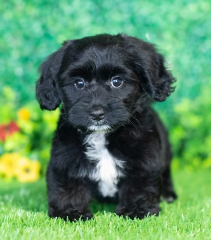 Dachvanese puppy named Davis