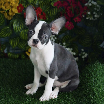 Frenchton puppy named Rusty