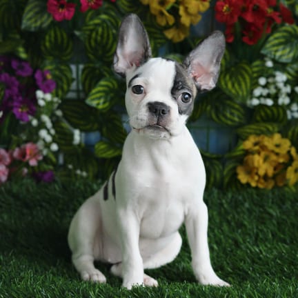 Frenchton puppy named Elowen