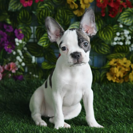 Frenchton puppy named Elowen