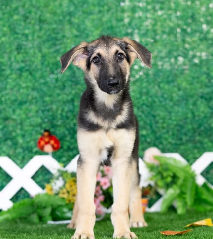 German Shepherd puppy named Nash