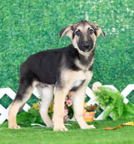 German Shepherd puppy named Nash