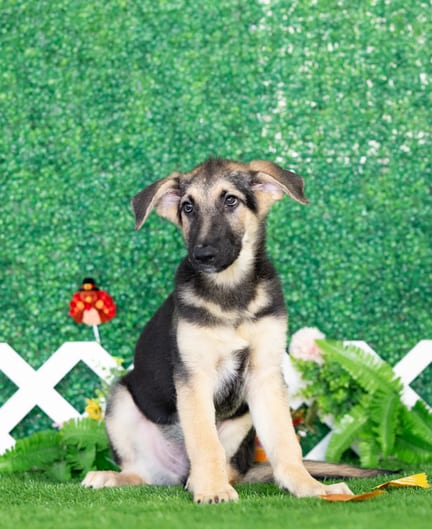 German Shepherd puppy named Nash