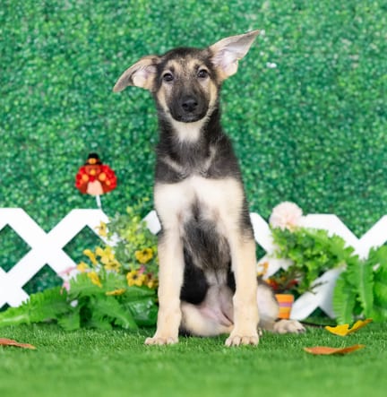 German Shepherd puppy named Goldie