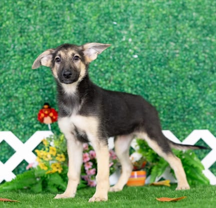 German Shepherd puppy named Goldie