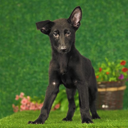 German Shepherd puppy named Fritz