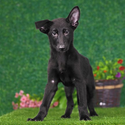 German Shepherd puppy named Fritz
