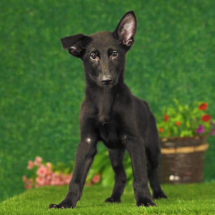 German Shepherd puppy named Fritz