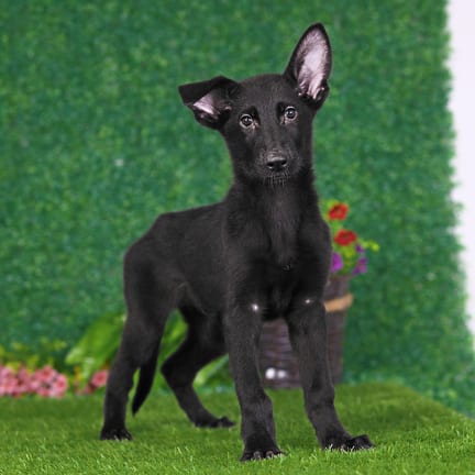German Shepherd puppy named Fritz