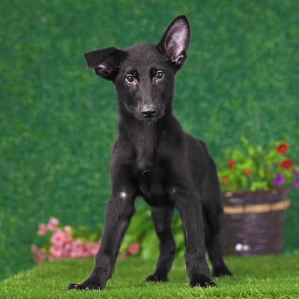 German Shepherd puppy named Fritz