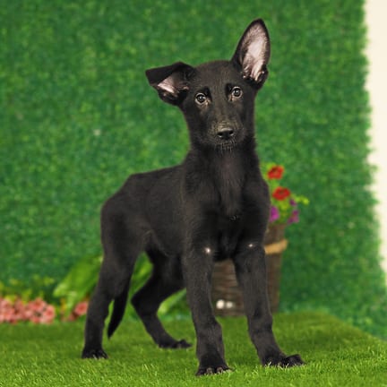 German Shepherd puppy named Fritz