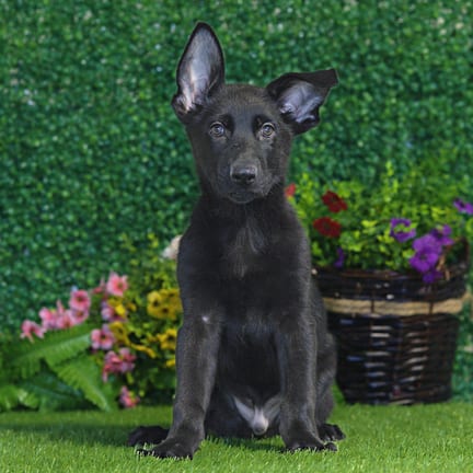 German Shepherd puppy named Aiden