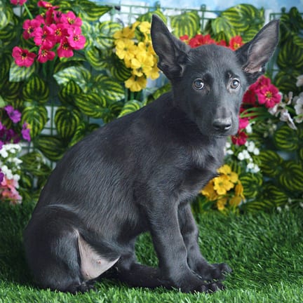 German Shepherd puppy named Plum