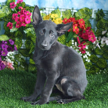 German Shepherd puppy named Plum