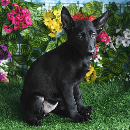 German Shepherd puppy named Plum