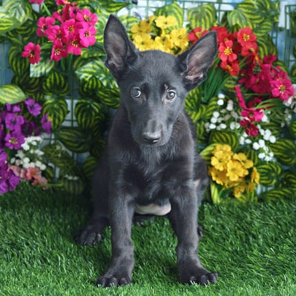 German Shepherd puppy named Plum