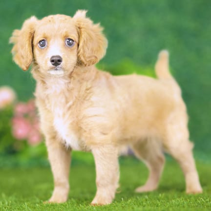 Golden Cavadoodle puppy named Yasmin