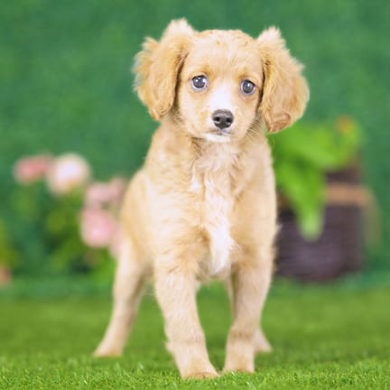 Golden Cavadoodle puppy named Yasmin