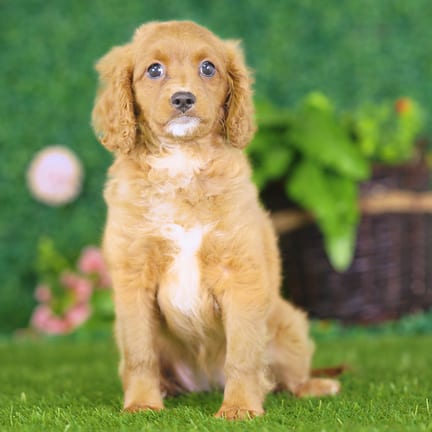 Golden Cavadoodle puppy named Dakota