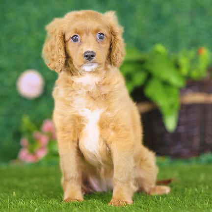 Golden Cavadoodle puppy named Dakota
