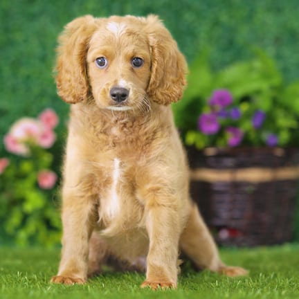 Golden Cavadoodle puppy named Ted