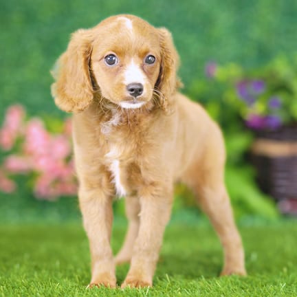 Golden Cavadoodle puppy named Poppy