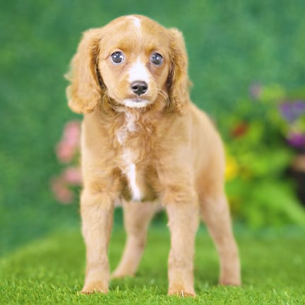 Golden Cavadoodle puppy named Poppy