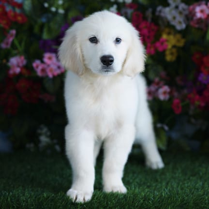 Golden Retriever puppy named Overton