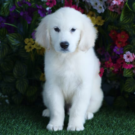 Golden Retriever puppy named Overton