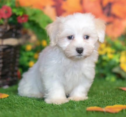 Havanese puppy named Monty