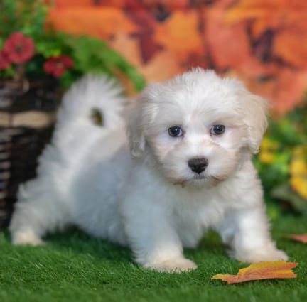 Havanese puppy named Lemuel