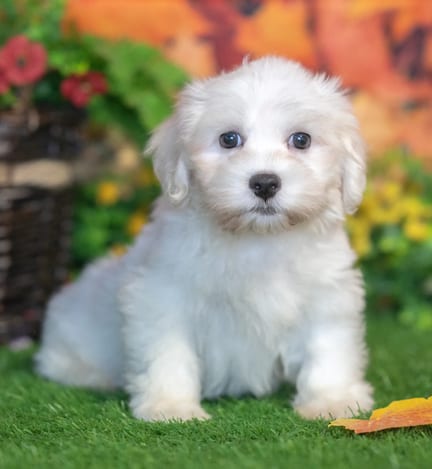 Havanese puppy named Lemuel