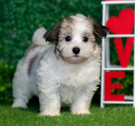 Havanese puppy named Wilbur