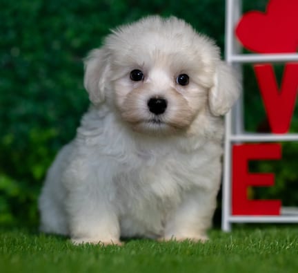 Havanese puppy named Dudley