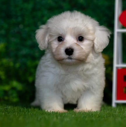 Havanese puppy named Dudley