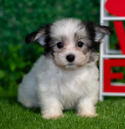Havanese puppy named Radar