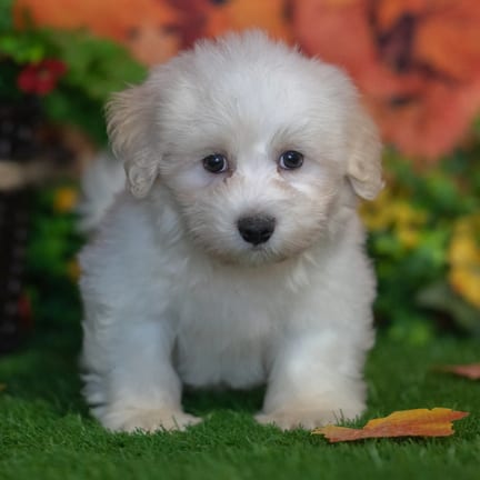 Havanese puppy named Jet