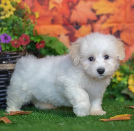 Havanese puppy named Jet