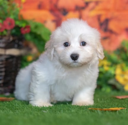 Havanese puppy named Jet