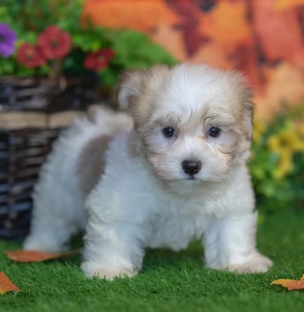 Havanese puppy named Caesar