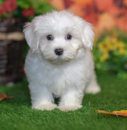 Havanese puppy named Sophia