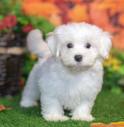 Havanese puppy named Sophia