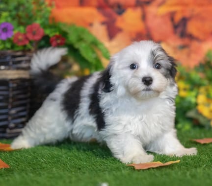 Havanese puppy named Piper