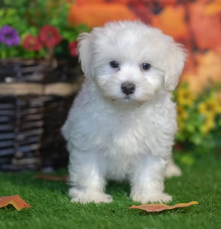 Havanese puppy named Felix